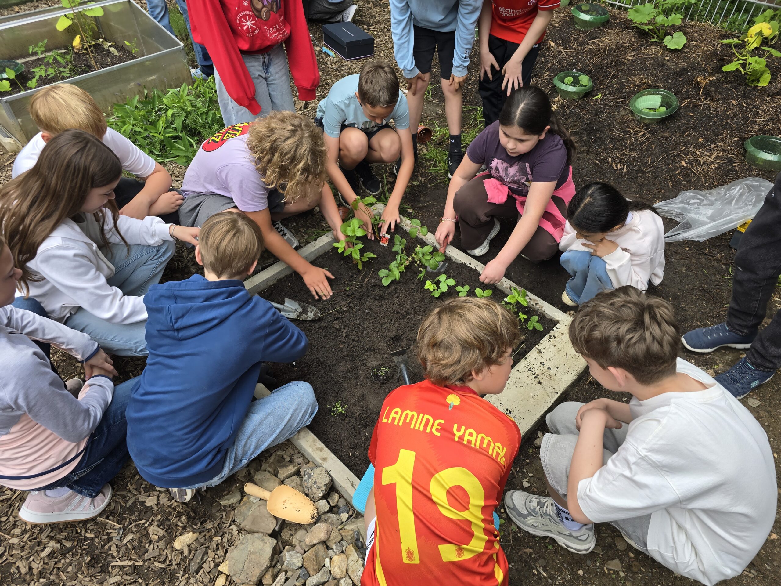 Schulgarten_Beet_5c